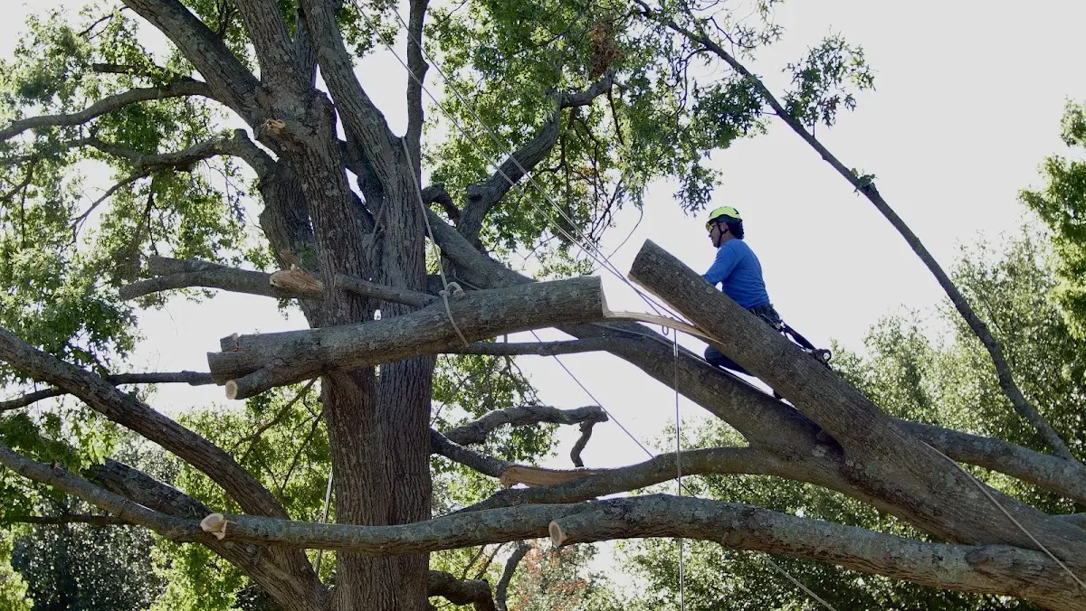 Professional Crown Thinning performed by certified arborists in Saint Louis