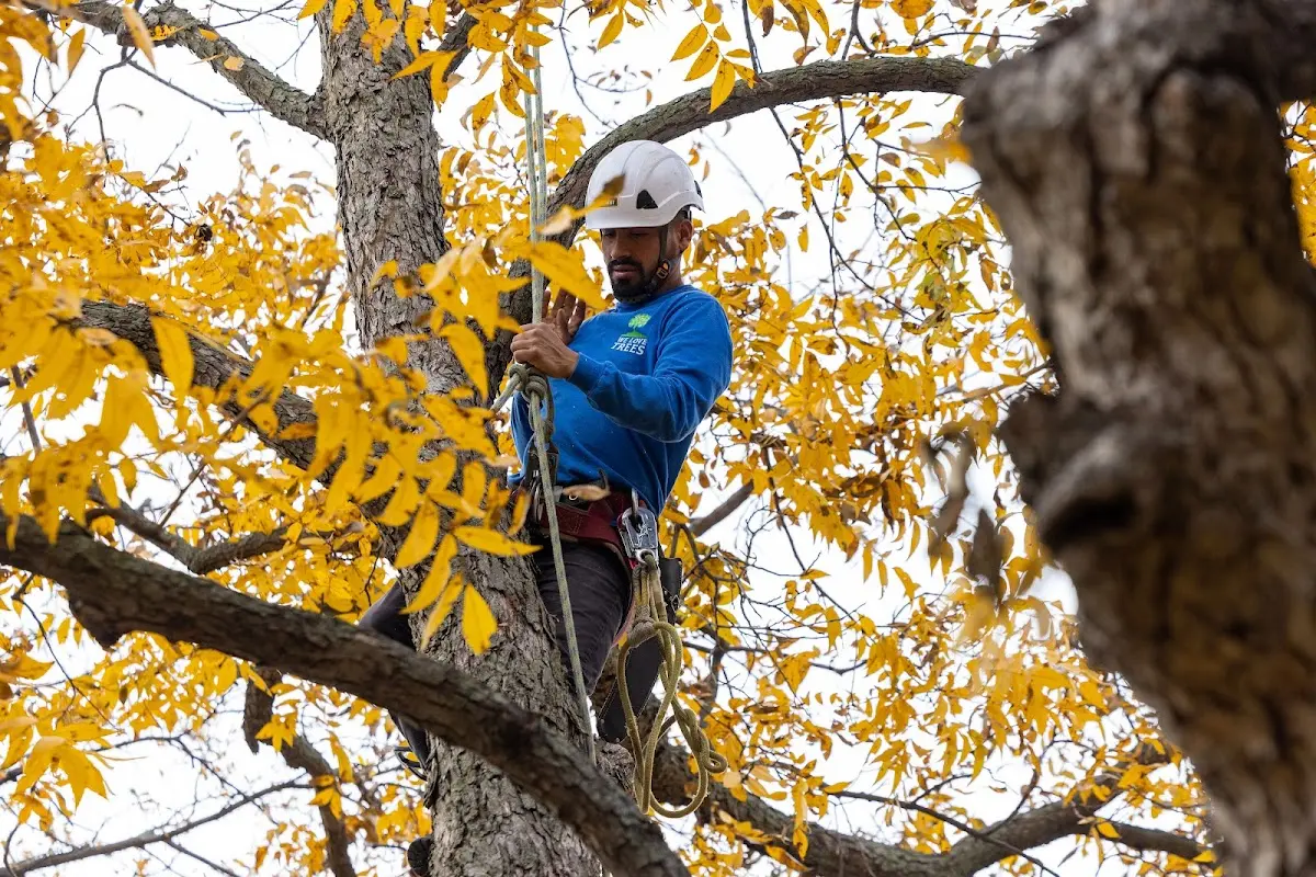 Skilled Tree Planting crew working in Saint Louis