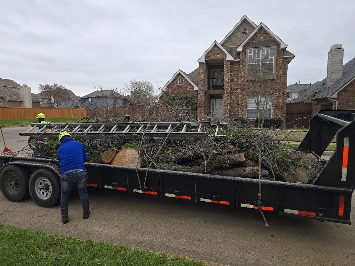 Expert Tree Removal with proper safety equipment in Saint Louis